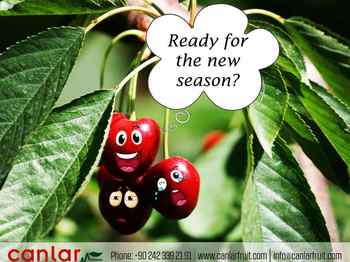 Are you ready for the new cherry season?