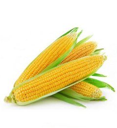 Sweet Corn