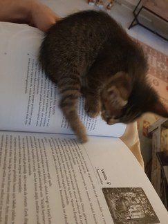 Falcı Pelin Tekin Venüs