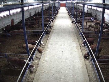 Geyik Besi Çiftliği