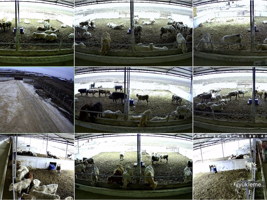 Mafsal Besi Çiftliği