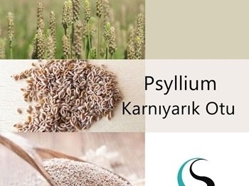 Psyllium - Karnıyarık Otu