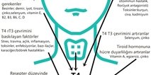Tiroid Hormonları Hücrelerimizi Nasıl Etkiler