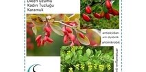 Berberine