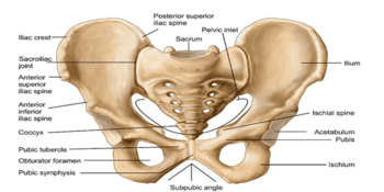 Osteitis Pubis Nedir?