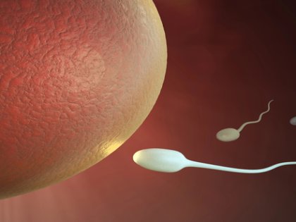 Yumurta Donasyonu: Süreç, Uygunluk, Riskler ve Dikkat Edilmesi Gerekenler
