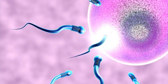 Yumurta, Sperm, Embriyo Donasyonu ve Taşıyıcı Anne