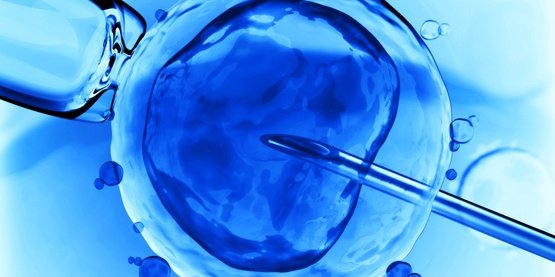 Yumurta Donasyonu Fiyatları