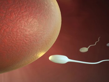 Egg Donation: The Procedure, Eligibility Criteria, Risks, and Factors to Consider