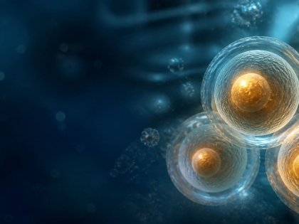 The Egg Freezing Process Advantages And Disadvantages