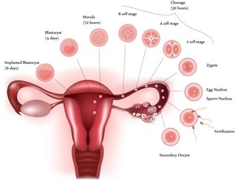 Who is the Egg Freezing Applied to?