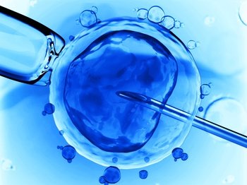 What is the egg donation?