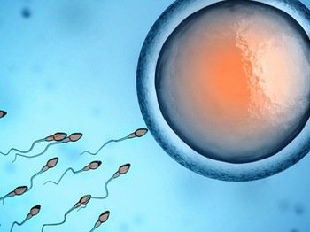 卵子捐赠的平均成功率