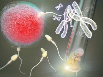 卵子，精子，胚胎捐赠和代孕母亲