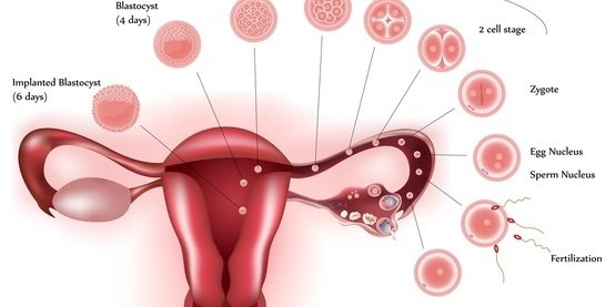 卵冷冻适用于谁？